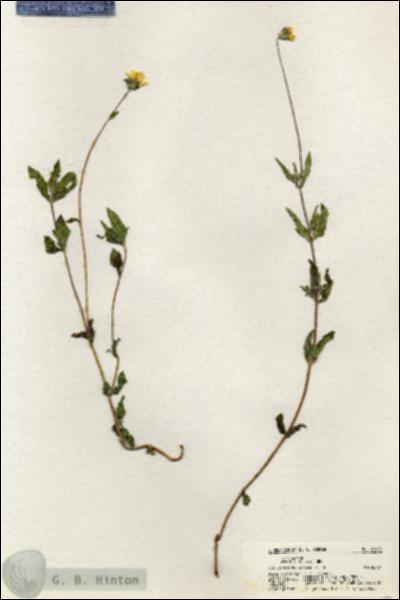URN_catalog_HBHinton_herbarium_21045.jpg.jpg
