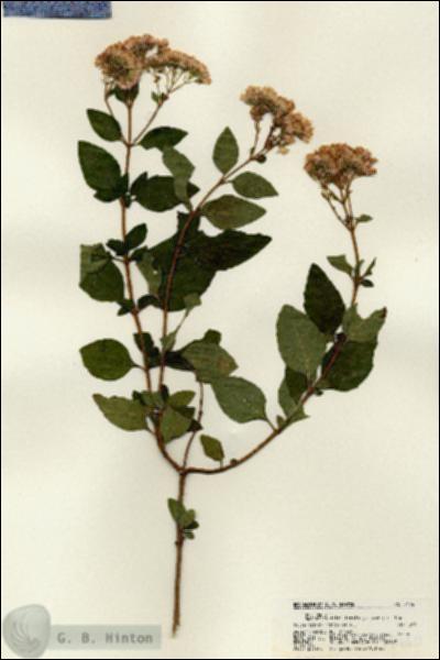 URN_catalog_HBHinton_herbarium_21740.jpg.jpg