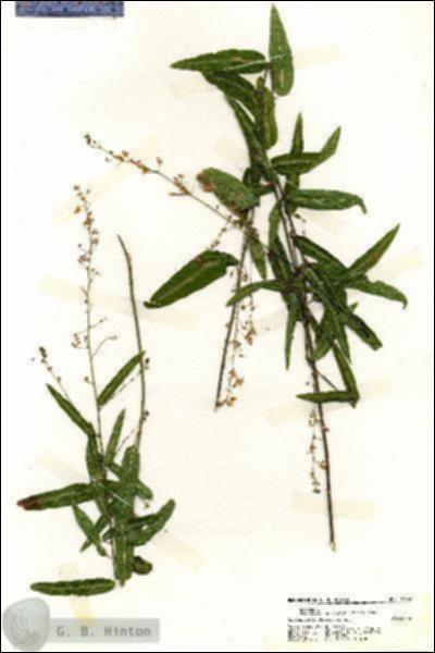 URN_catalog_HBHinton_herbarium_19163.jpg.jpg
