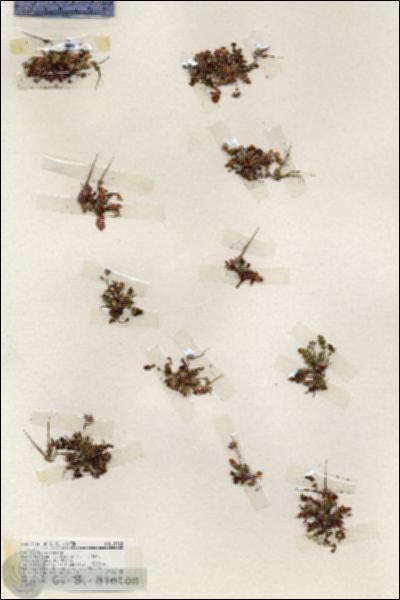 URN_catalog_HBHinton_herbarium_19362.jpg.jpg