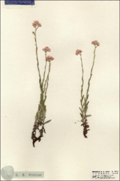URN_catalog_HBHinton_herbarium_23713.jpg.jpg
