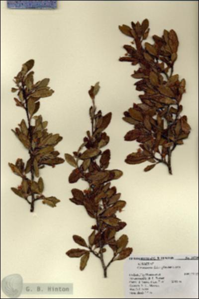 URN_catalog_HBHinton_herbarium_18739.jpg.jpg