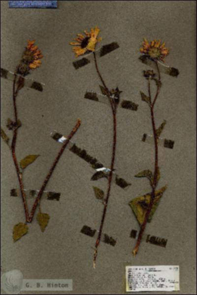 URN_catalog_HBHinton_herbarium_19478.jpg.jpg