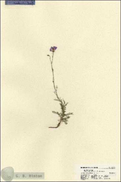 URN_catalog_HBHinton_herbarium_21978.jpg.jpg