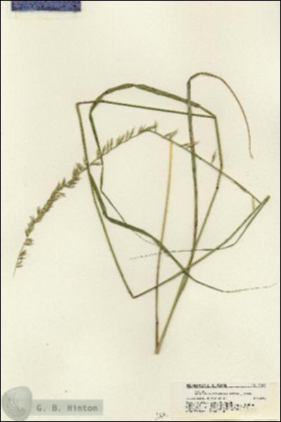 URN_catalog_HBHinton_herbarium_21405.jpg.jpg