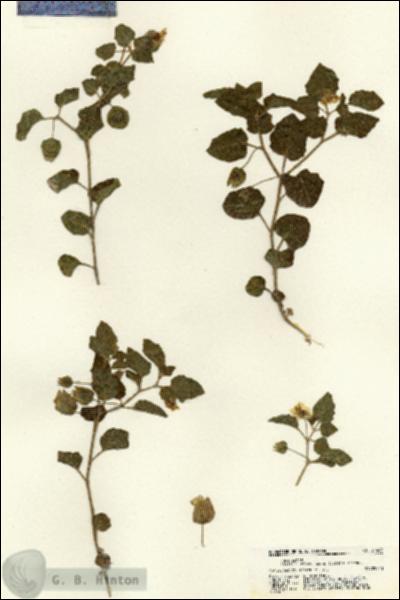 URN_catalog_HBHinton_herbarium_21449.jpg.jpg