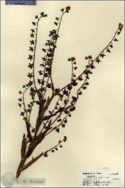 URN_catalog_HBHinton_herbarium_21938.jpg.jpg