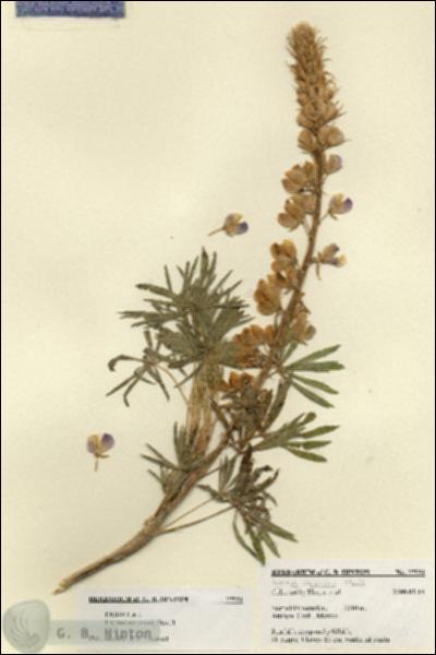 URN_catalog_HBHinton_herbarium_27531.jpg.jpg
