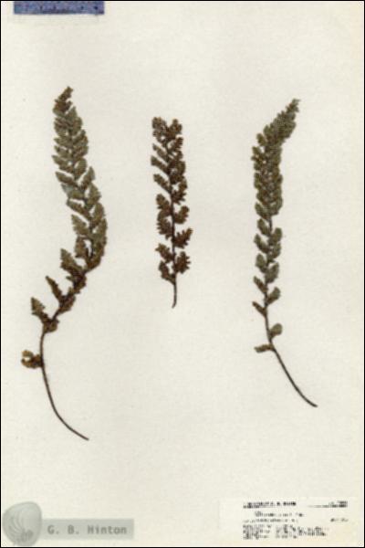 URN_catalog_HBHinton_herbarium_20866.jpg.jpg