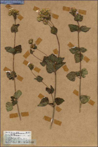 URN_catalog_HBHinton_herbarium_18910.jpg.jpg