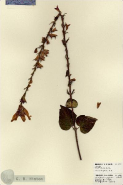 URN_catalog_HBHinton_herbarium_22660.jpg.jpg