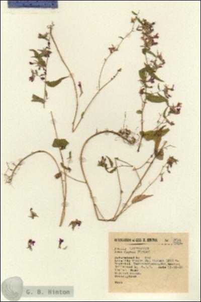 URN_catalog_HBHinton_herbarium_2691-1.jpg.jpg
