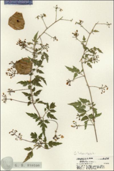 URN_catalog_HBHinton_herbarium_21448.jpg.jpg