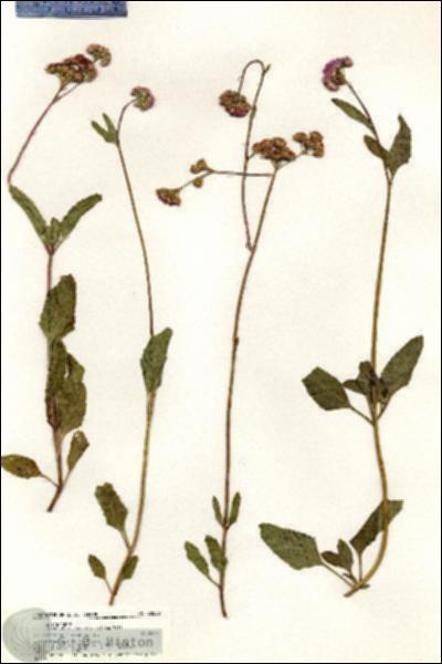 URN_catalog_HBHinton_herbarium_20538.jpg.jpg