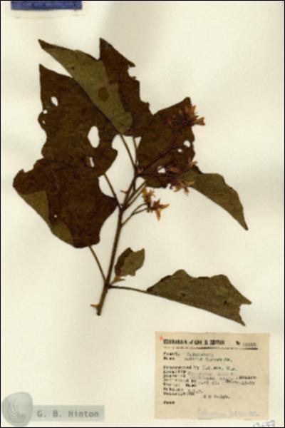 URN_catalog_HBHinton_herbarium_13657.jpg.jpg