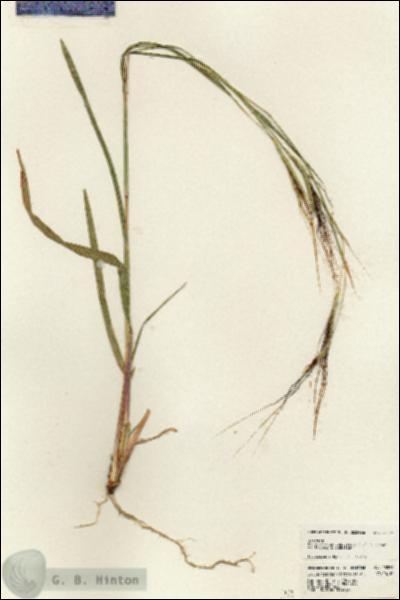 URN_catalog_HBHinton_herbarium_23572.jpg.jpg