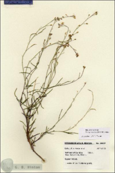 URN_catalog_HBHinton_herbarium_28637.jpg.jpg