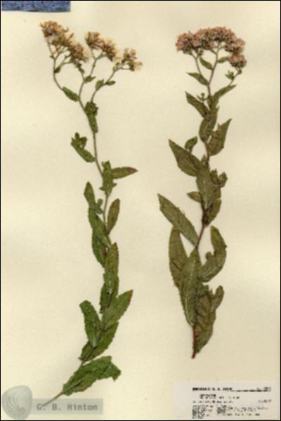 URN_catalog_HBHinton_herbarium_22009.jpg.jpg