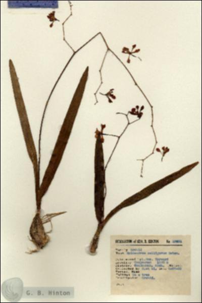 URN_catalog_HBHinton_herbarium_13851.jpg.jpg