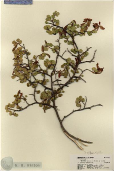 URN_catalog_HBHinton_herbarium_21937.jpg.jpg