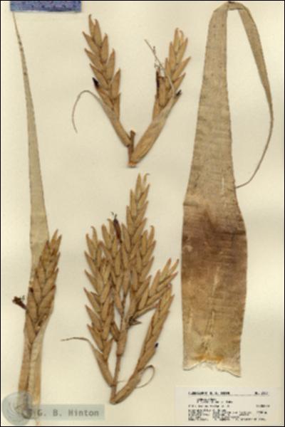 URN_catalog_HBHinton_herbarium_21831.jpg.jpg