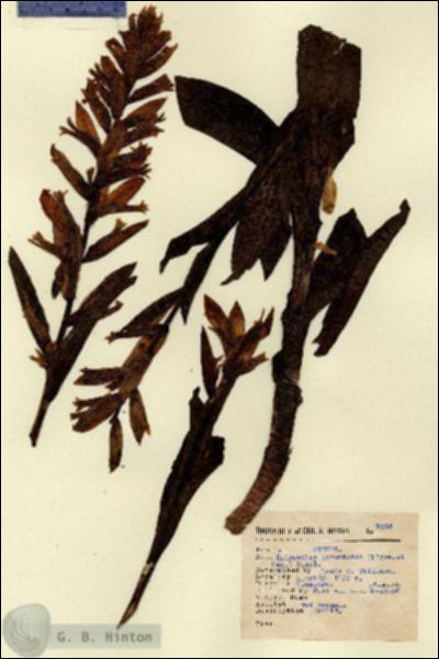 URN_catalog_HBHinton_herbarium_9254.jpg.jpg