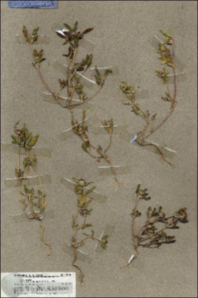 URN_catalog_HBHinton_herbarium_19628.jpg.jpg