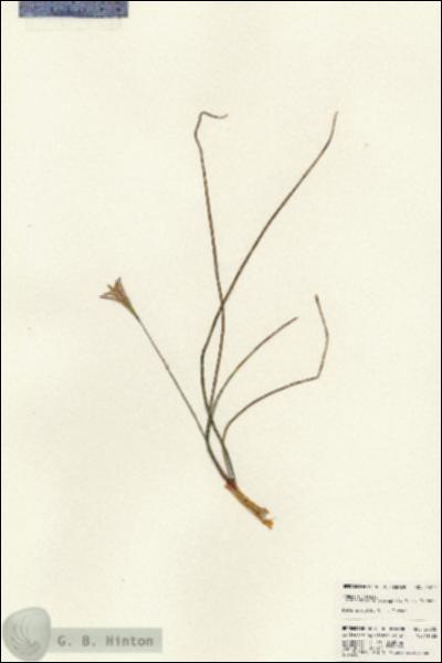 URN_catalog_HBHinton_herbarium_24005.jpg.jpg