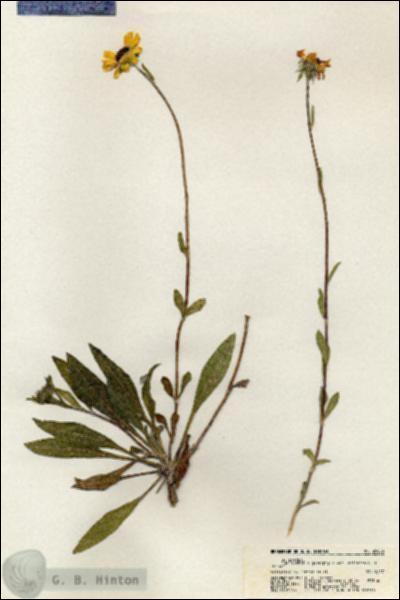 URN_catalog_HBHinton_herbarium_20828.jpg.jpg