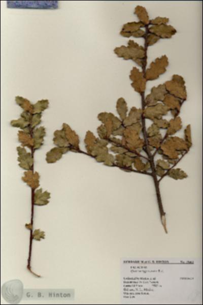URN_catalog_HBHinton_herbarium_19461.jpg.jpg