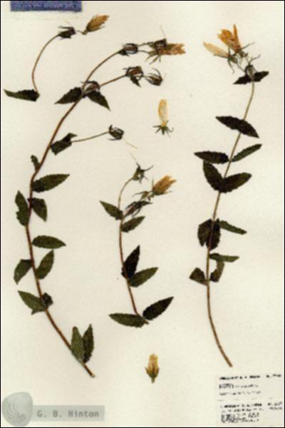 URN_catalog_HBHinton_herbarium_23633.jpg.jpg