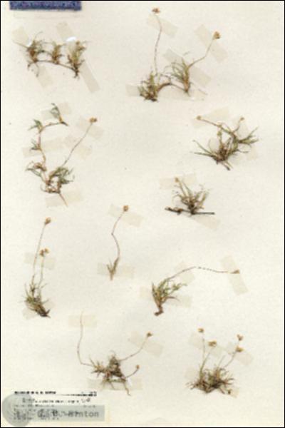 URN_catalog_HBHinton_herbarium_19418.jpg.jpg