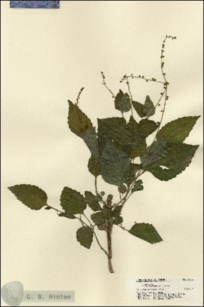 URN_catalog_HBHinton_herbarium_21553.jpg.jpg