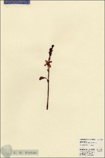 URN_catalog_HBHinton_herbarium_18480.jpg.jpg