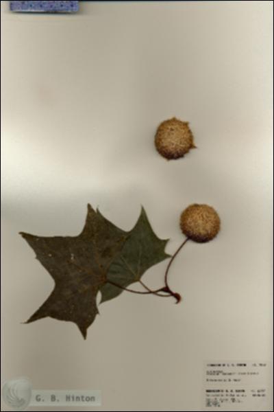 URN_catalog_HBHinton_herbarium_22987.jpg.jpg