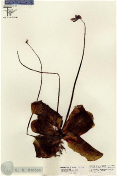 URN_catalog_HBHinton_herbarium_26166.jpg.jpg