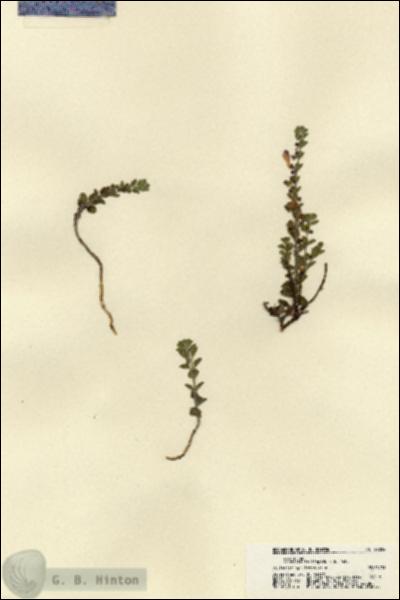 URN_catalog_HBHinton_herbarium_22024.jpg.jpg