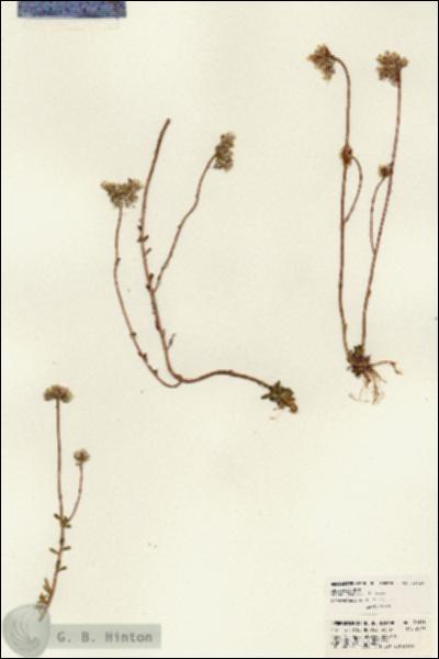 URN_catalog_HBHinton_herbarium_21618.jpg.jpg