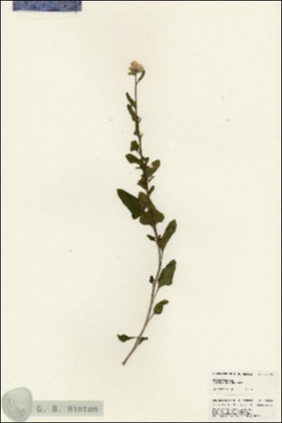 URN_catalog_HBHinton_herbarium_25689.jpg.jpg
