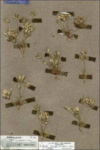 URN_catalog_HBHinton_herbarium_19561.jpg.jpg