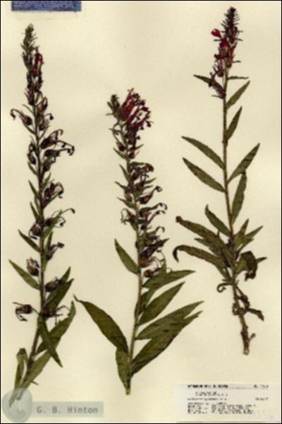 URN_catalog_HBHinton_herbarium_21556.jpg.jpg