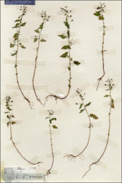 URN_catalog_HBHinton_herbarium_19200.jpg.jpg