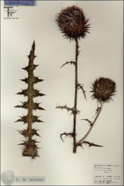 URN_catalog_HBHinton_herbarium_26397.jpg.jpg