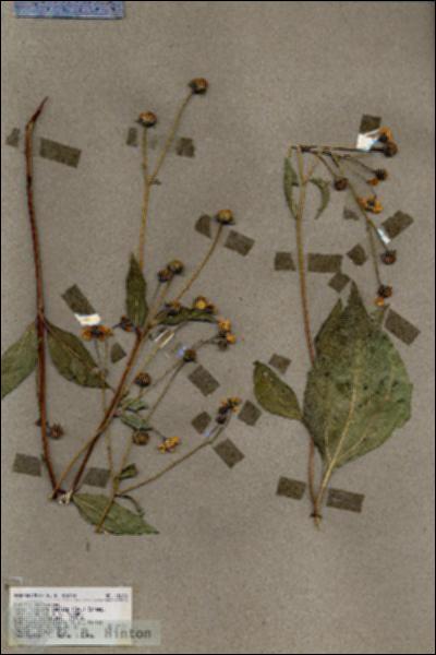 URN_catalog_HBHinton_herbarium_18606.jpg.jpg