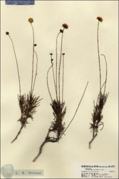 URN_catalog_HBHinton_herbarium_21979.jpg.jpg