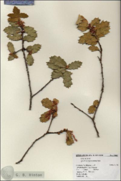 URN_catalog_HBHinton_herbarium_19457.jpg.jpg