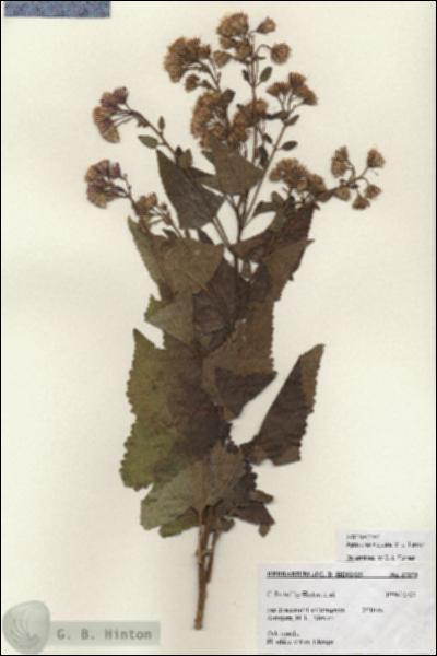 URN_catalog_HBHinton_herbarium_27279.jpg.jpg