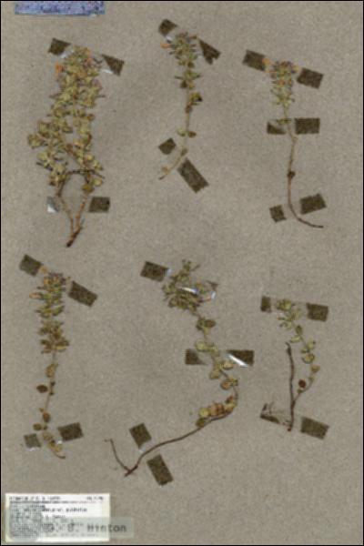 URN_catalog_HBHinton_herbarium_18298.jpg.jpg