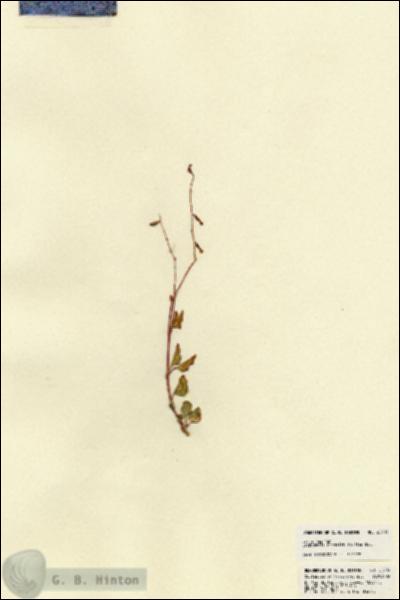 URN_catalog_HBHinton_herbarium_22703.jpg.jpg