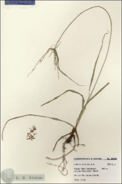 URN_catalog_HBHinton_herbarium_28194.jpg.jpg